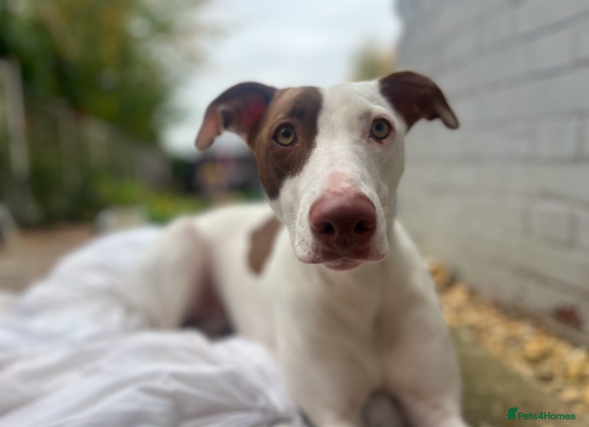 Greyhound dogs Champion is in need of a new forever home  - Advert 6