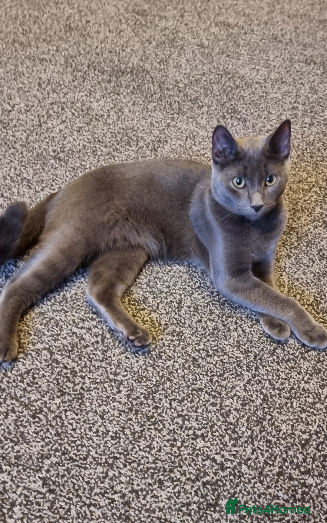 Russian Blue cats for sale: Blue Russian cross  - Advert 5