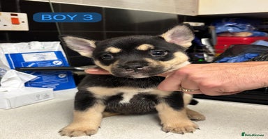 Mixed Breed dogs - Advert 2