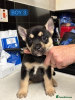 Mixed Breed dogs - Advert 7