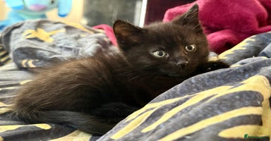 Mixed Breed cats - Advert 6