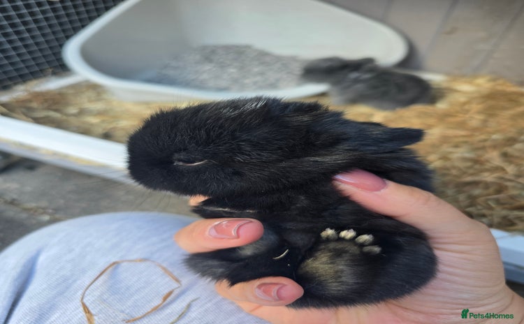 Mini Lop rabbits - Advert 10