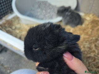 Mini Lop rabbits - Advert 35