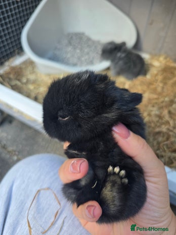 Mini Lop rabbits - Advert 10