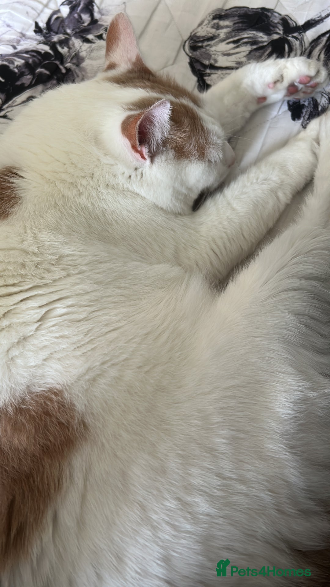 British Shorthair cats for sale: Loveable British Shorthair - Image 2