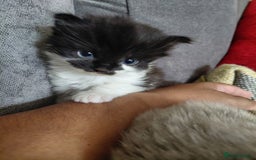 European cats for sale: two long hair kittens - Image 5