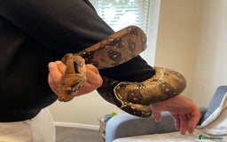 Boa Snake reptiles for sale: Baby Boa Constrictor  - Image 14