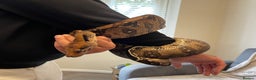 Boa Snake reptiles for sale: Baby Boa Constrictor  - Advert 14