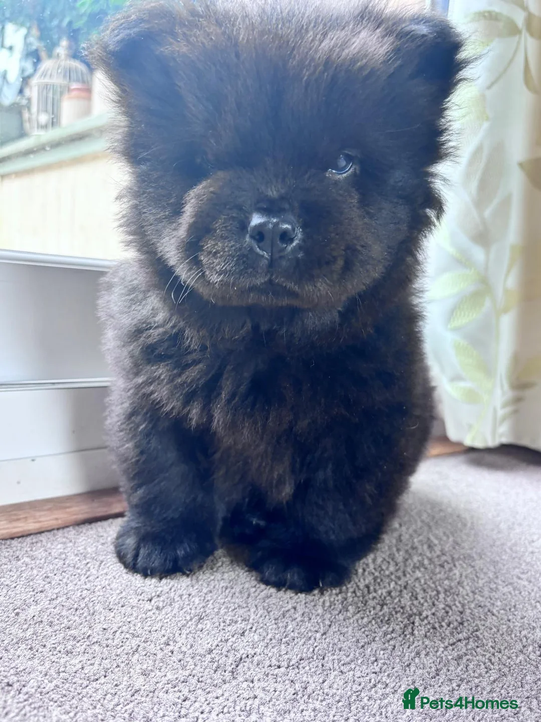 Chow Chow dogs for sale: Chow chow puppy ready to go 20th jan - Advert 2