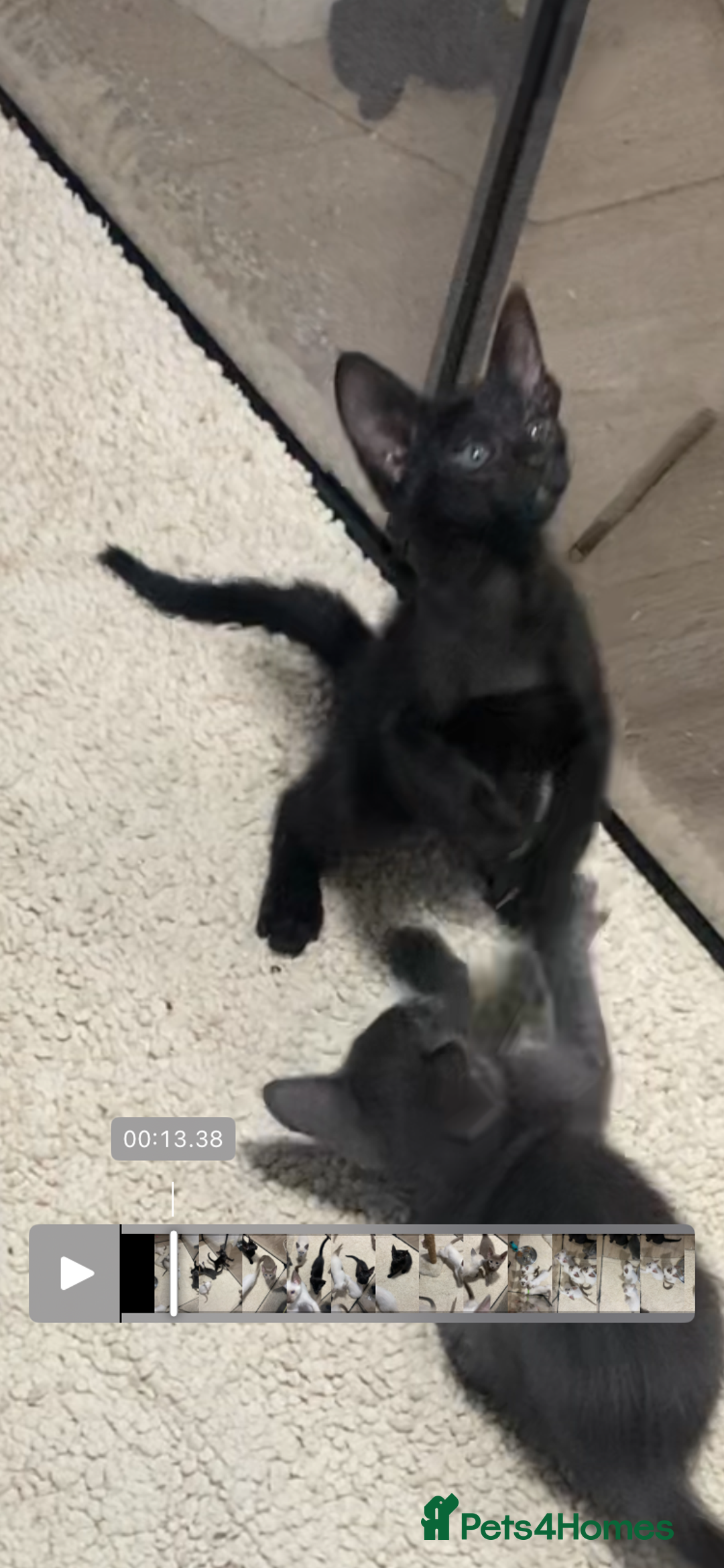 Mixed Breed cats for sale: Oriental/ Siamese  - Advert 23