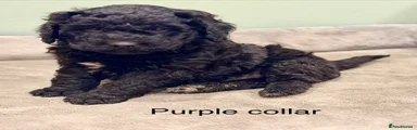 Labradoodle Puppy 2 Purple SOLD!!
