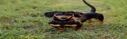 Miniature Dachshund dogs for sale: Miniature Dachshund in Leatherhead - Advert 2