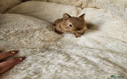 Netherland Dwarf rabbits for sale: Netherland Dwarf bunnies - Image 10