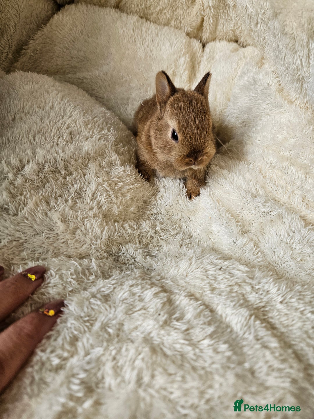 Netherland Dwarf rabbits for sale: Netherland Dwarf bunnies - Image 10