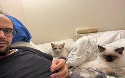 Ragdoll cats for sale: Ragdol male and female 6&5 months old - Image 5