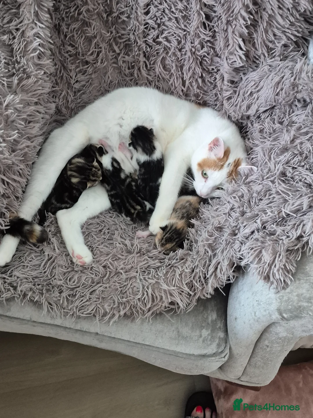 Mixed Breed cats for sale: Kitty's 😻 - Advert 1