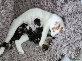Mixed Breed cats Kitty's 😻 - Advert 1