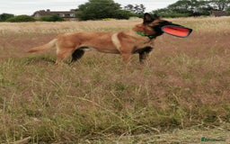 Belgian Shepherd Dog dogs for stud: KC, PURE Malinois Stud: Health Tested. Proven  in Rugby - Image 5