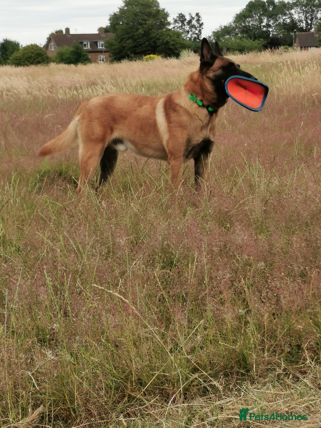 Belgian Shepherd Dog dogs for stud: KC, PURE Malinois Stud: Health Tested. Proven  in Rugby - Image 5