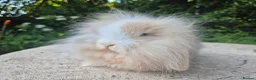 Angora rabbits for sale: 💜READY NOW-STUNNING TEDDYWIDDER X MINI LOP BABIES - Advert 5