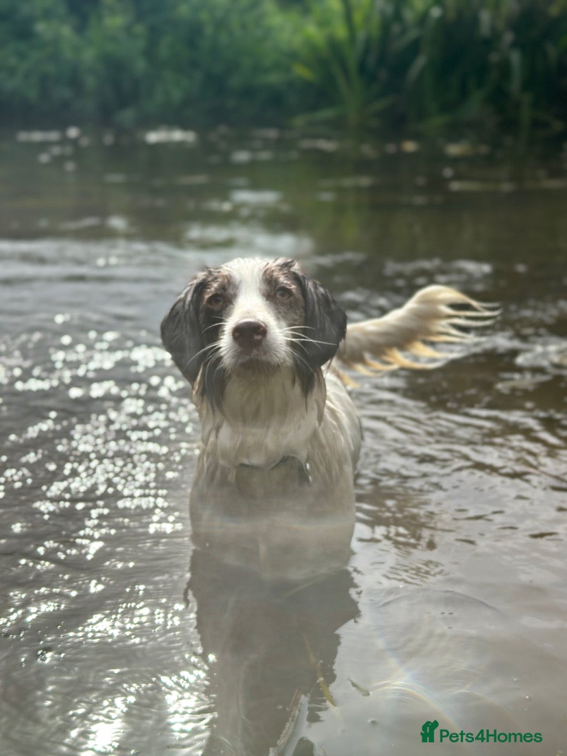 Mixed Breed dogs Beautiful Cocker X Puppies  - Advert 2