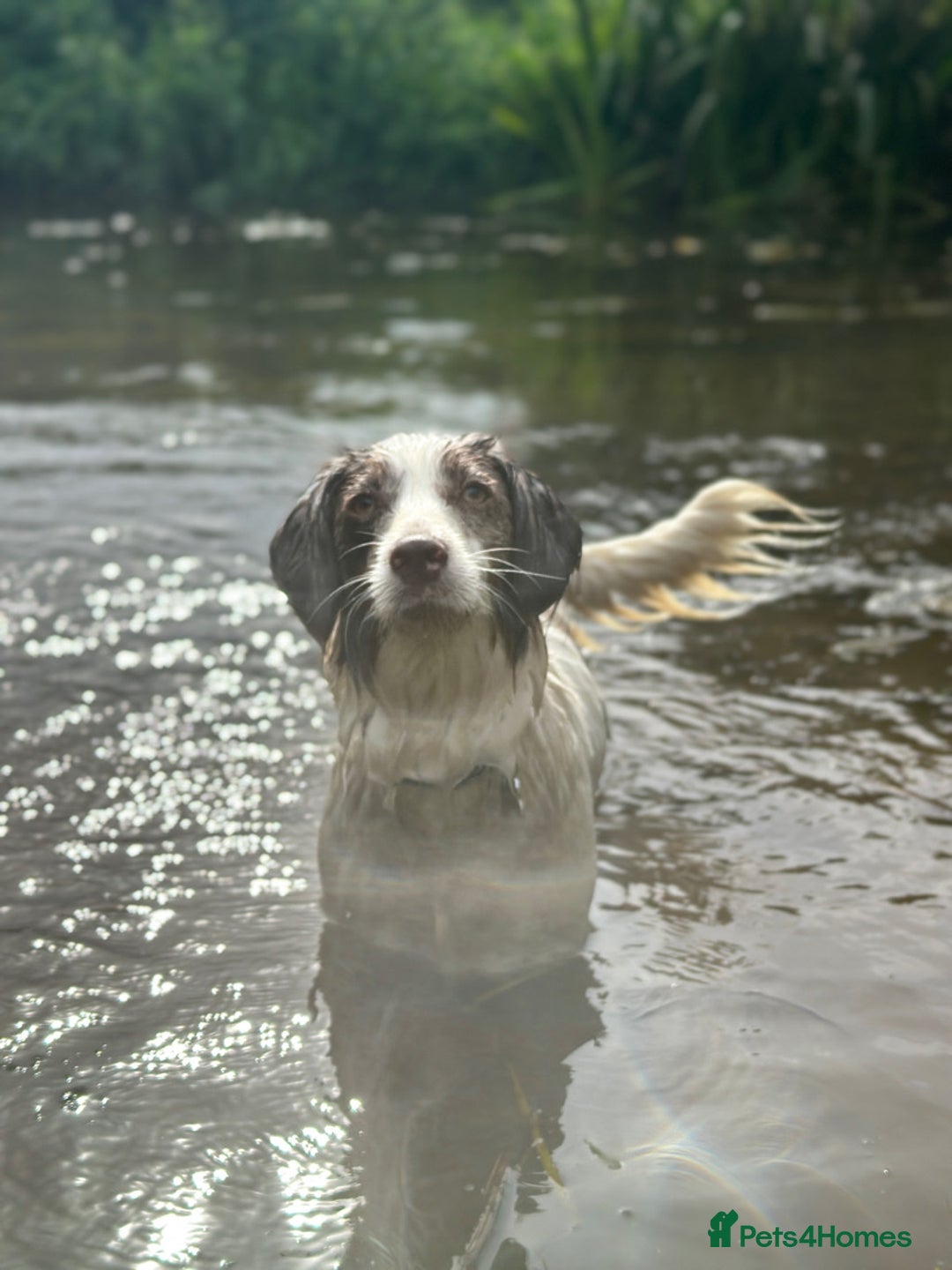 Mixed Breed dogs for sale: Beautiful Cocker X Puppies  - Advert 3