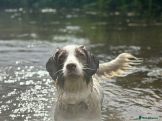 Mixed Breed dogs Beautiful Cocker X Puppies - Advert 2