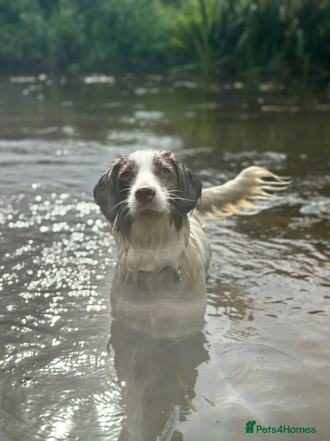 Mixed Breed dogs for sale: ONLY 1 LEFT Beautiful Cocker X Puppies  - Advert 5