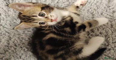 Mixed Breed cats - Advert 4