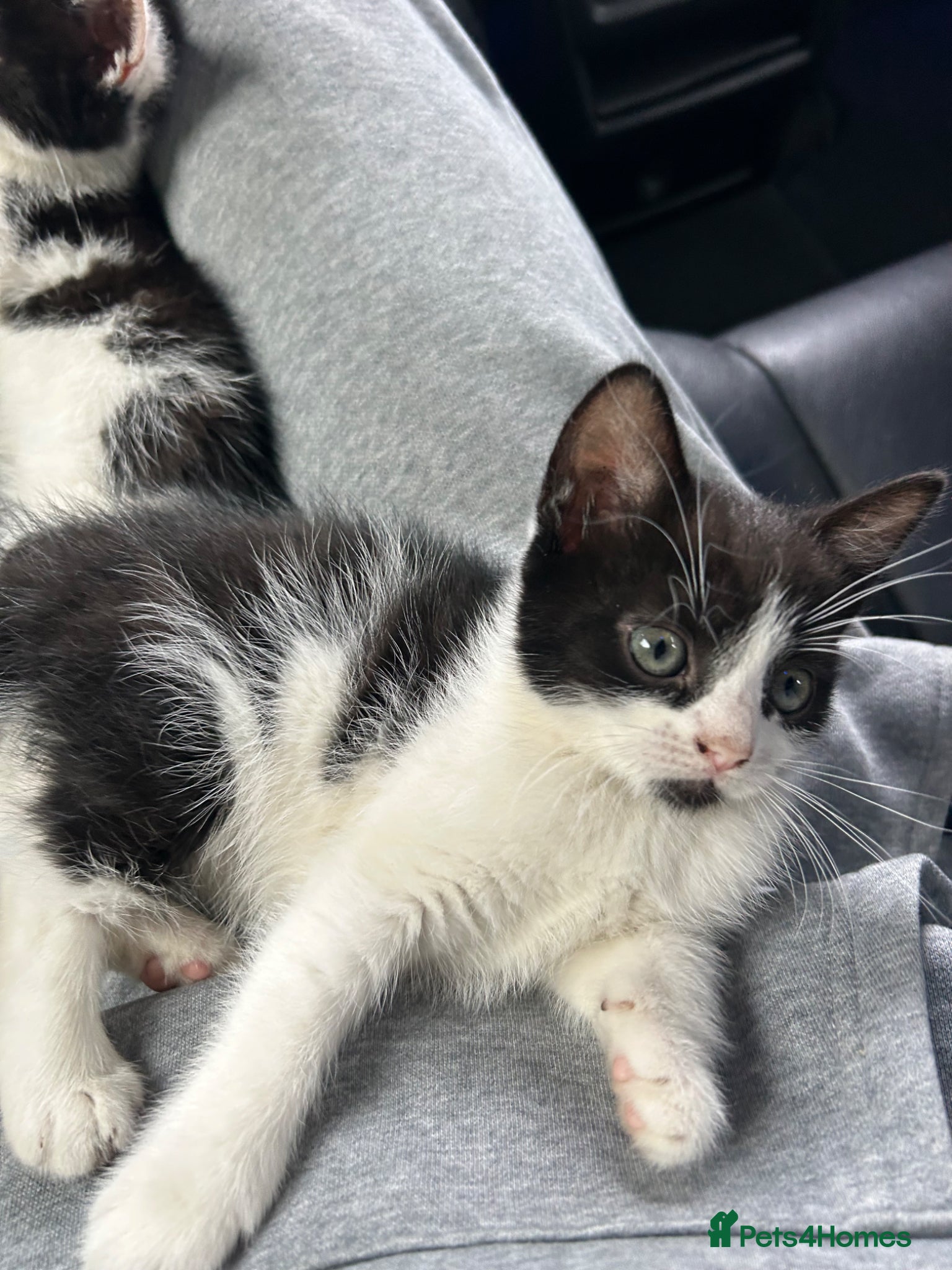 Domestic Shorthair cats 🐾Fluffy black and white kittens🐾 - Advert 22