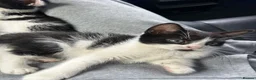 Domestic Shorthair cats for sale: 🐾Fluffy black and white kittens🐾 - Advert 31