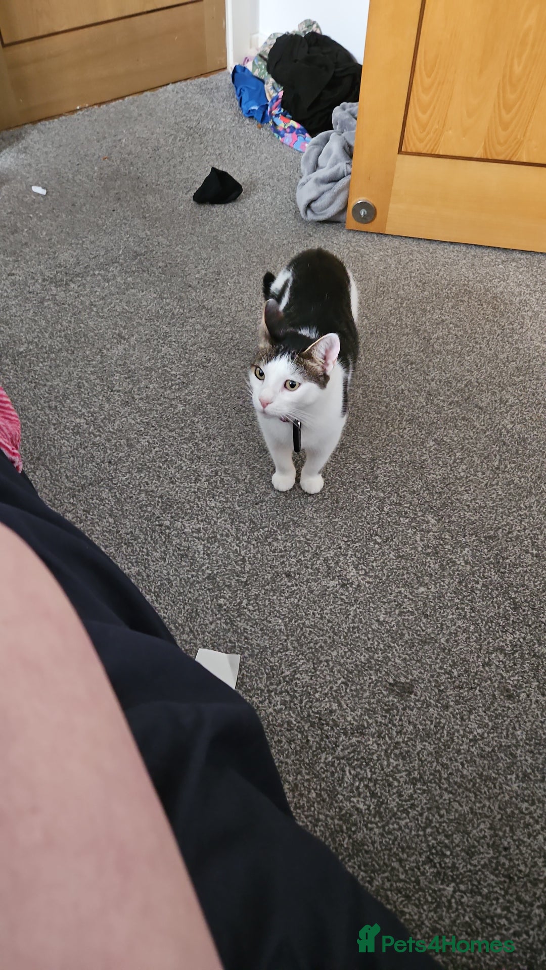 Mixed Breed cats for sale: Loving home needed for Chloe - Image 7