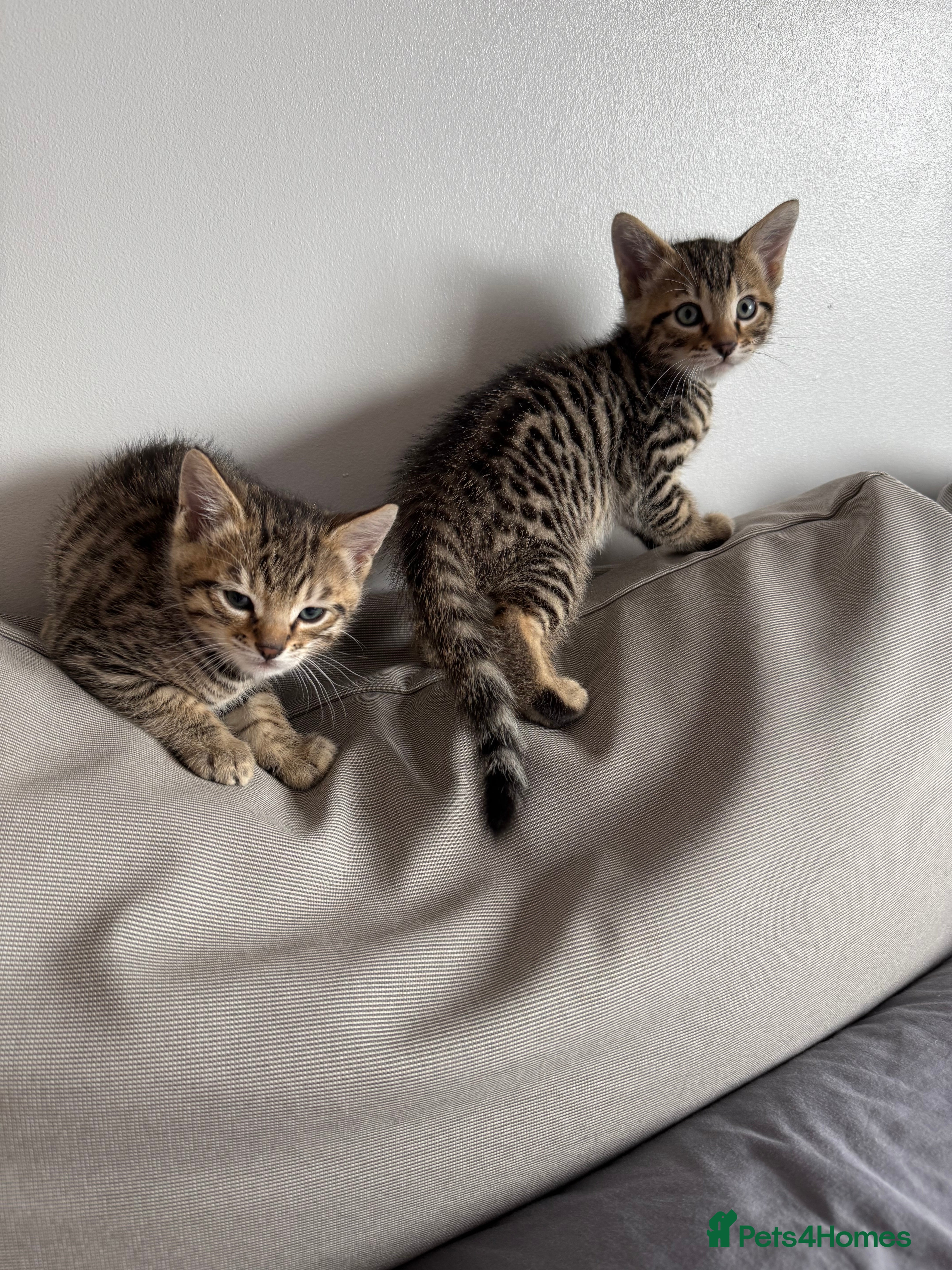 Mixed Breed cats Bengal x Russian blue kittens  - Advert 14