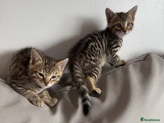 Mixed Breed cats Bengal x Russian blue kittens - Advert 14