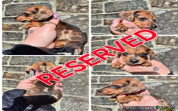 Miniature Dachshund dogs for sale: *LAST BOY* PRA CLEAR MINIATURE DACHSHUND PUPPIES  - Image 4