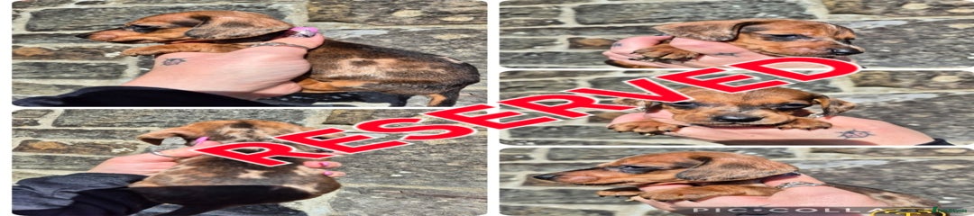 Miniature Dachshund Puppy 3