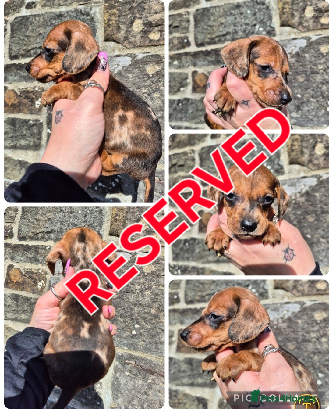 Miniature Dachshund dogs for sale: *LAST BOY* PRA CLEAR MINIATURE DACHSHUND PUPPIES  - Image 4