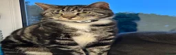 Mixed Breed cats for sale: Mixed breed handsome 3 year old cat - Advert 3