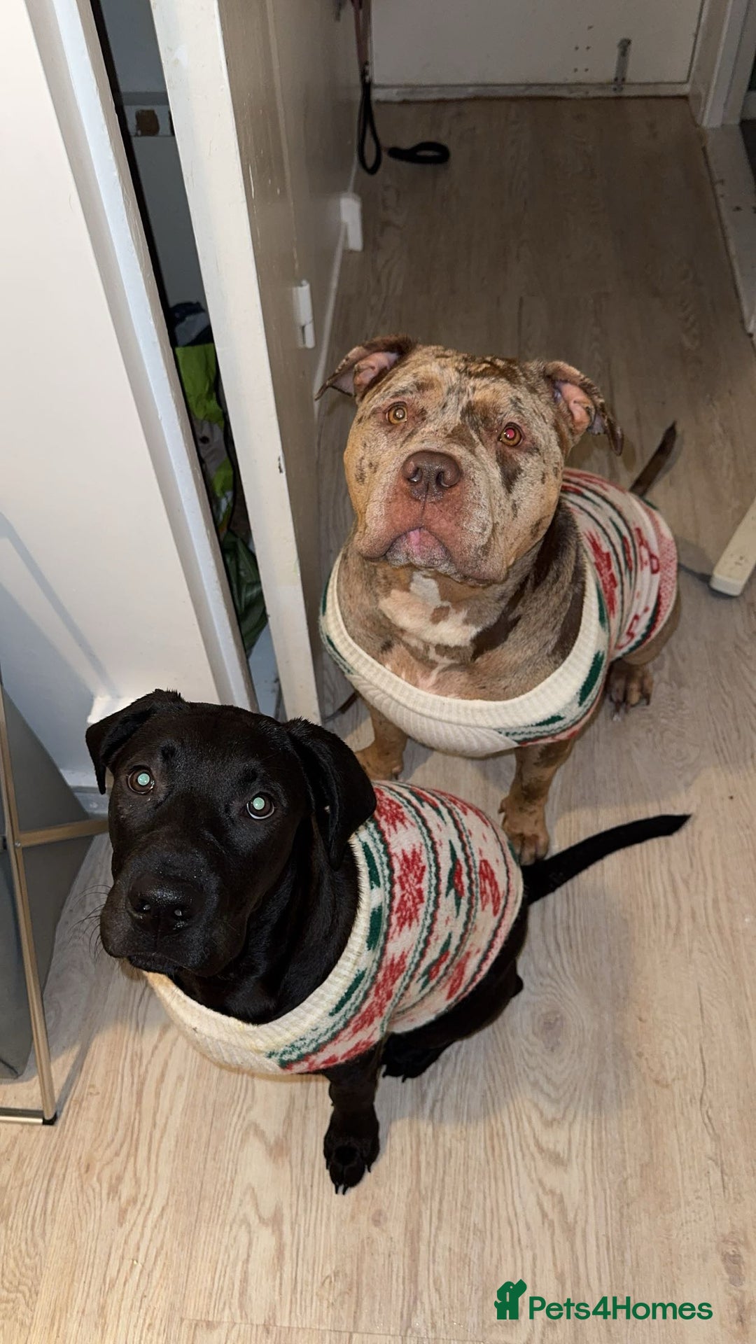 Mixed Breed dogs for sale: Experienced home needed! Presa X lab  - Advert 7