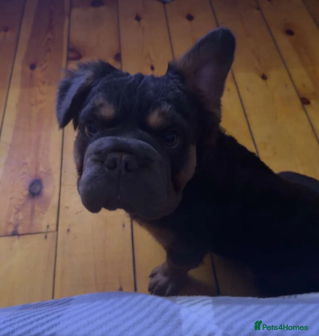 French Bulldog dogs for sale: French bull dog male  in Penzance - Advert 1