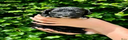 Sproodle dogs for sale: Stunning F1 Sproodles  - Advert 5