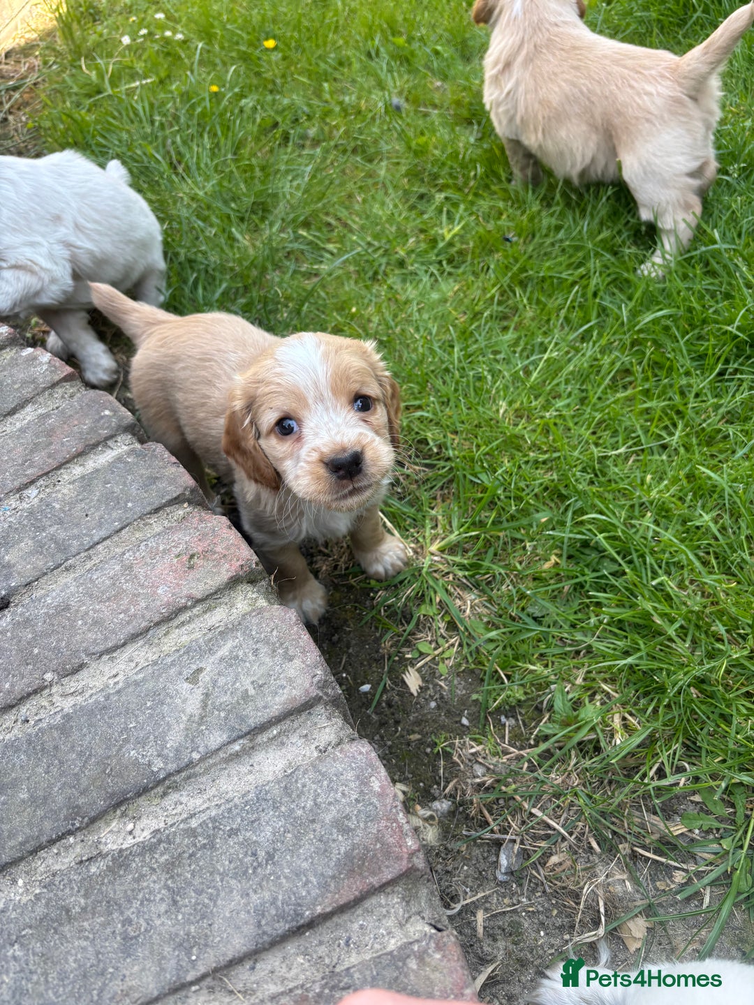 Mixed Breed dogs for sale: Clumber x Cocker Puppies  in Warminster - Image 15