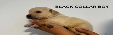 BLACK COLLAR BOY 
