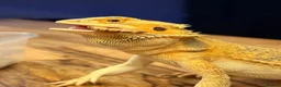 Bearded Dragon reptiles for sale: Juvenile Female bearded dragon & Viv  - Advert 7