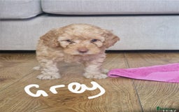 Cavapoo dogs for sale: Cavapoo puppies  - Image 4