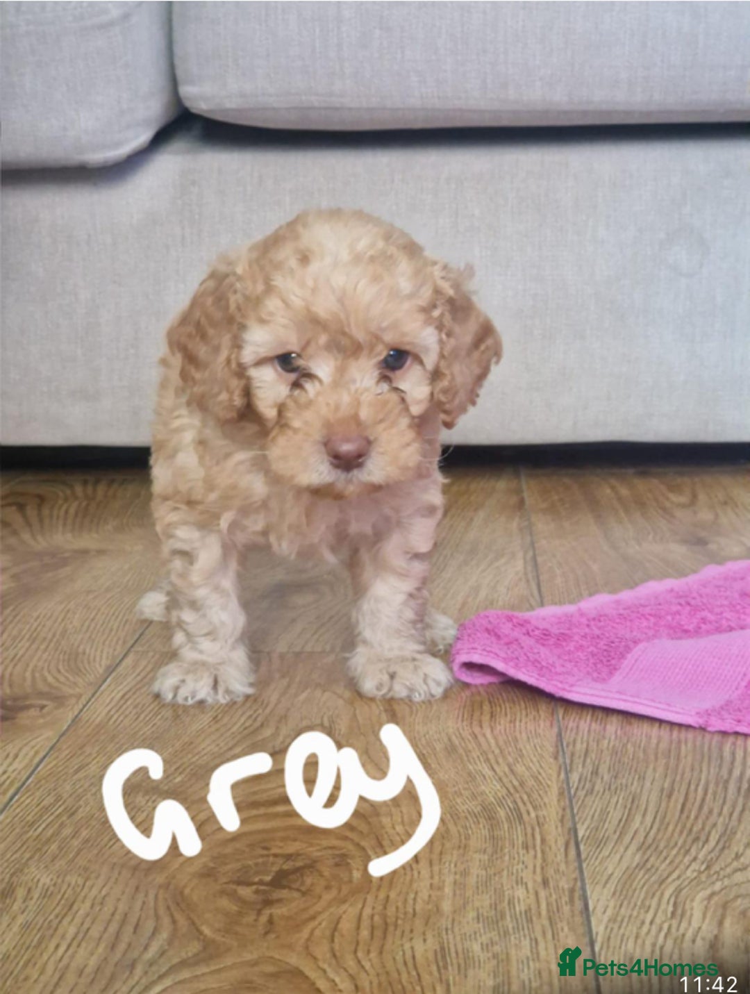 Cavapoo dogs for sale: Cavapoo puppies  - Image 4