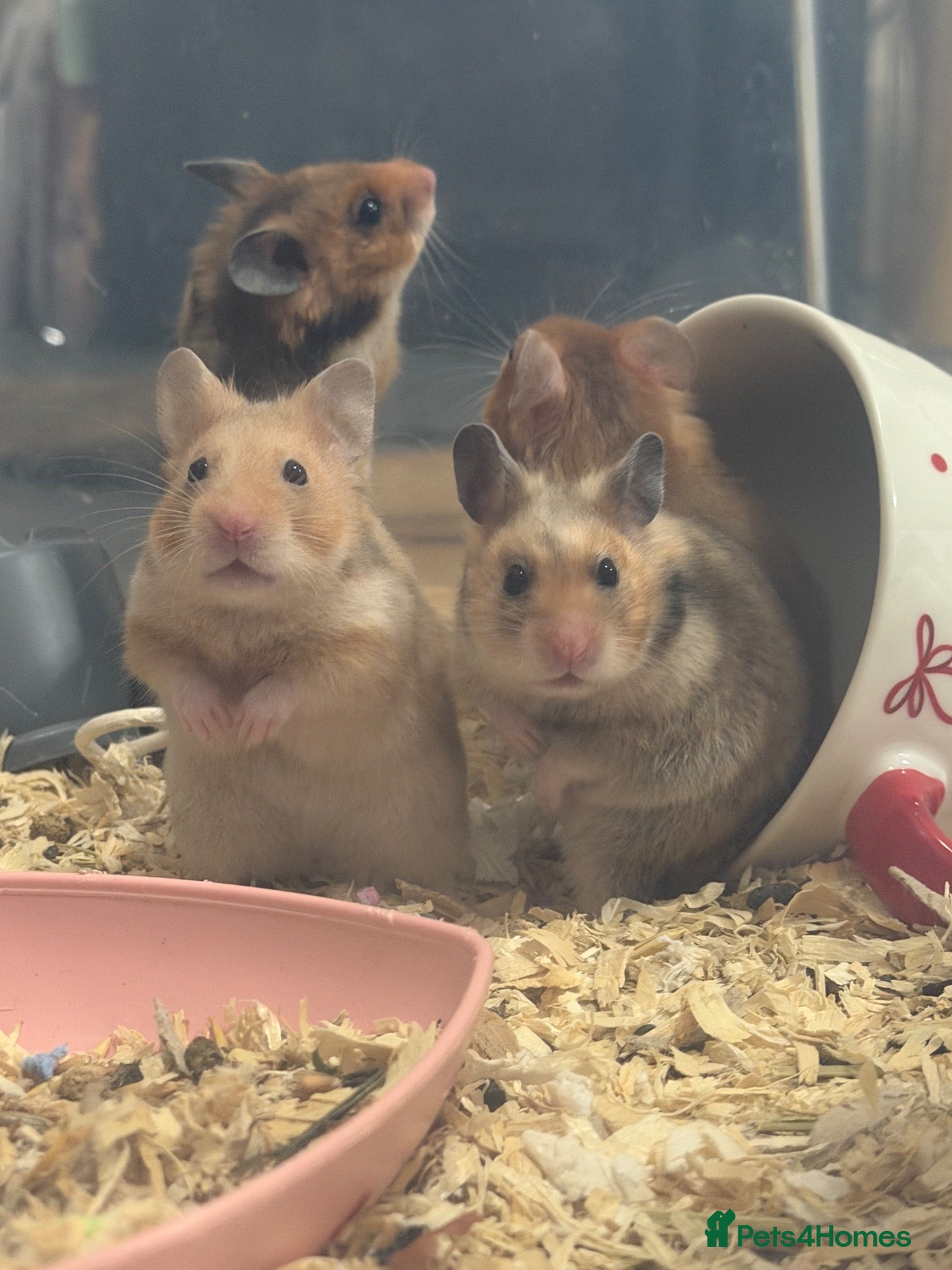 Hamster rodents Golden Syrian hamster baby - Advert 2