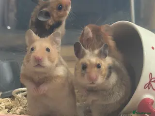 Hamster rodents Golden Syrian hamster baby - Advert 2