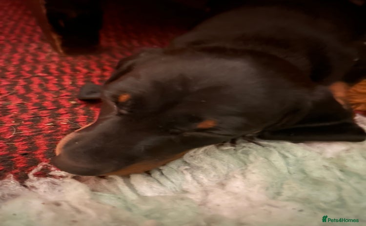 Dachshund dogs - Advert 1