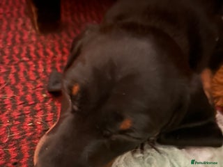 Dachshund dogs - Advert 28